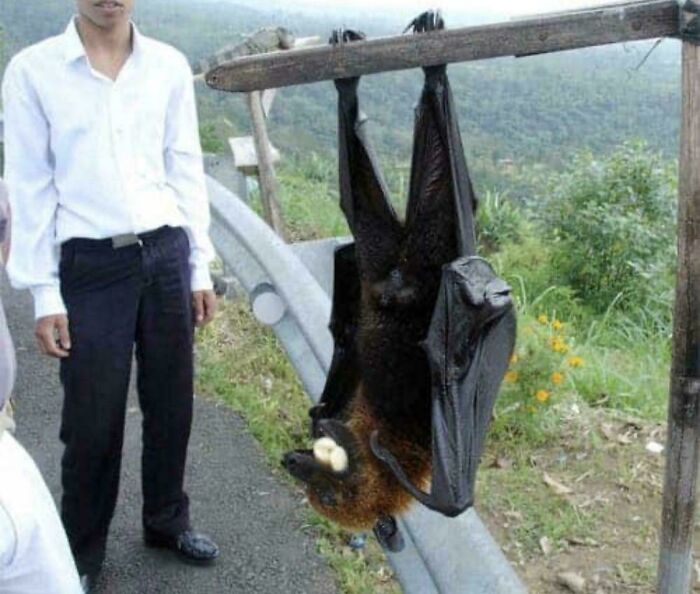 ‘Absolute Units’: 82 Times People Saw Something So Big, They Just Had To Share (New Pics) ‘Absolute Units’: 82 Times People Saw Something So Big, They Just Had To Share (New Pics)