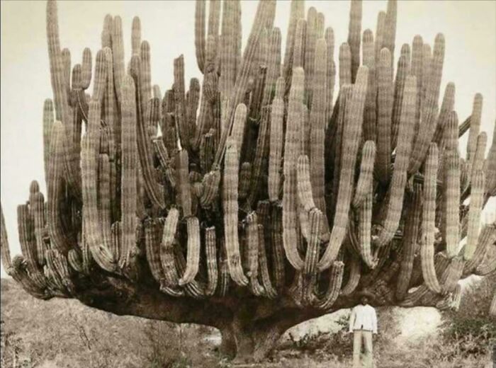 ‘Absolute Units’: 82 Times People Saw Something So Big, They Just Had To Share (New Pics) ‘Absolute Units’: 82 Times People Saw Something So Big, They Just Had To Share (New Pics)