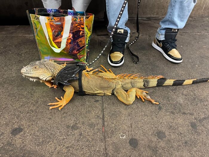 75 Unhinged Things Seen On The Subway That Prove It’s An Entirely Different World 75 Unhinged Things Seen On The Subway That Prove It’s An Entirely Different World