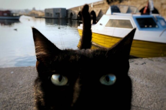 30 Touching Photos Of Street Cats Living Their Lives In Istanbul 30 Touching Photos Of Street Cats Living Their Lives In Istanbul