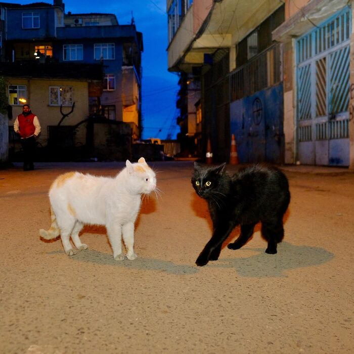 30 Touching Photos Of Street Cats Living Their Lives In Istanbul 30 Touching Photos Of Street Cats Living Their Lives In Istanbul