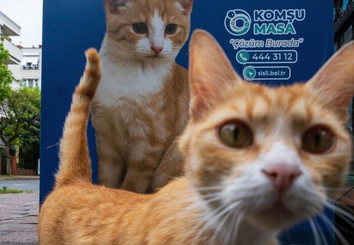 30 Touching Photos Of Street Cats Living Their Lives In Istanbul 30 Touching Photos Of Street Cats Living Their Lives In Istanbul