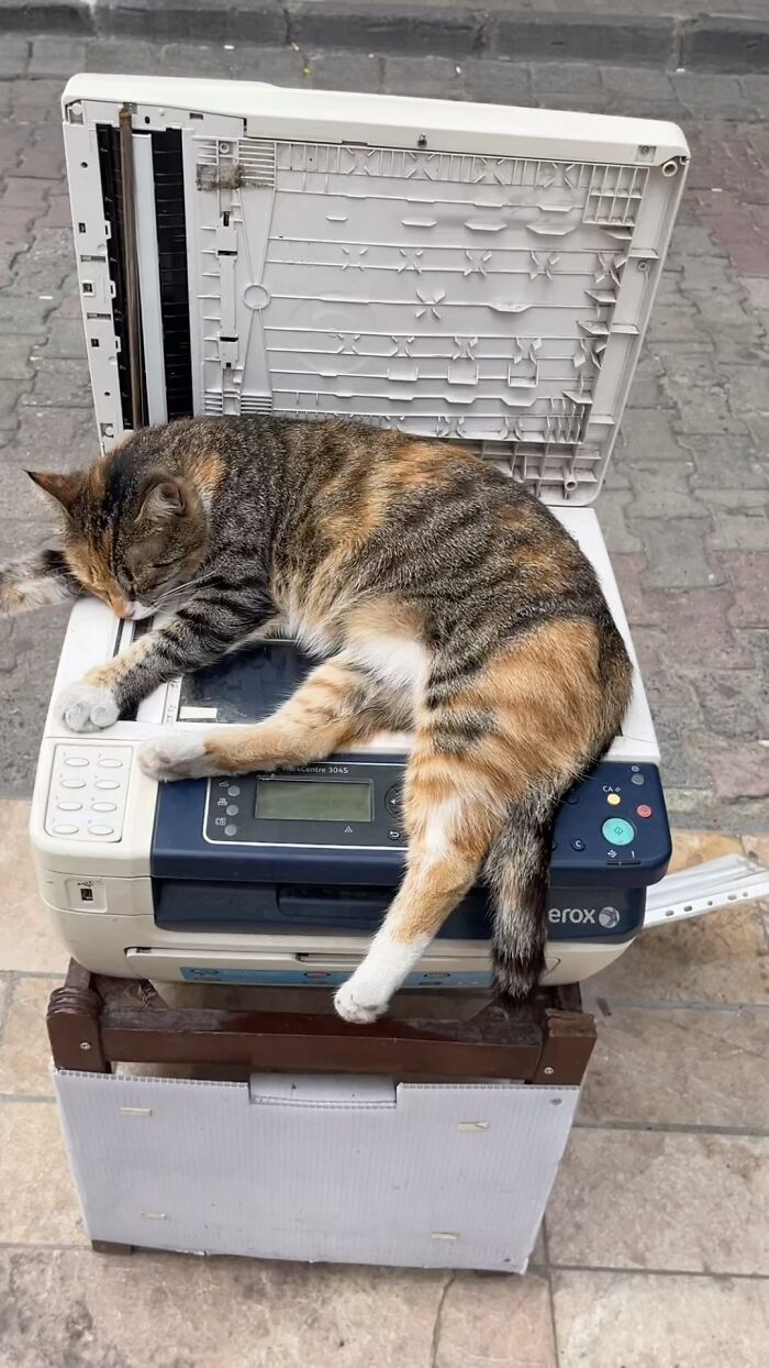 30 Touching Photos Of Street Cats Living Their Lives In Istanbul 30 Touching Photos Of Street Cats Living Their Lives In Istanbul