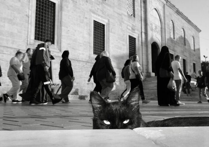 30 Touching Photos Of Street Cats Living Their Lives In Istanbul 30 Touching Photos Of Street Cats Living Their Lives In Istanbul