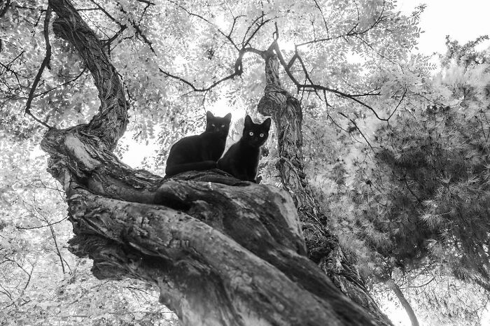 30 Touching Photos Of Street Cats Living Their Lives In Istanbul 30 Touching Photos Of Street Cats Living Their Lives In Istanbul