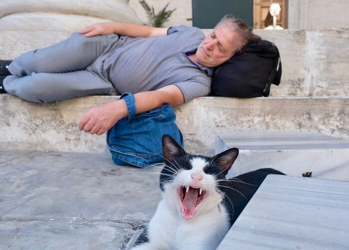 30 Touching Photos Of Street Cats Living Their Lives In Istanbul 30 Touching Photos Of Street Cats Living Their Lives In Istanbul