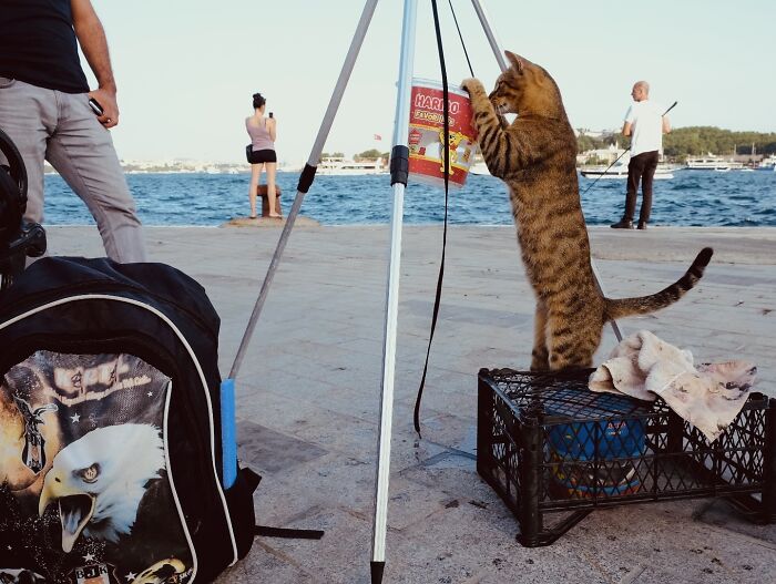 30 Touching Photos Of Street Cats Living Their Lives In Istanbul 30 Touching Photos Of Street Cats Living Their Lives In Istanbul