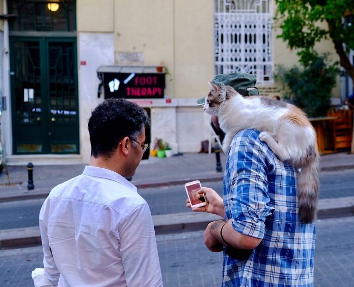 30 Touching Photos Of Street Cats Living Their Lives In Istanbul 30 Touching Photos Of Street Cats Living Their Lives In Istanbul