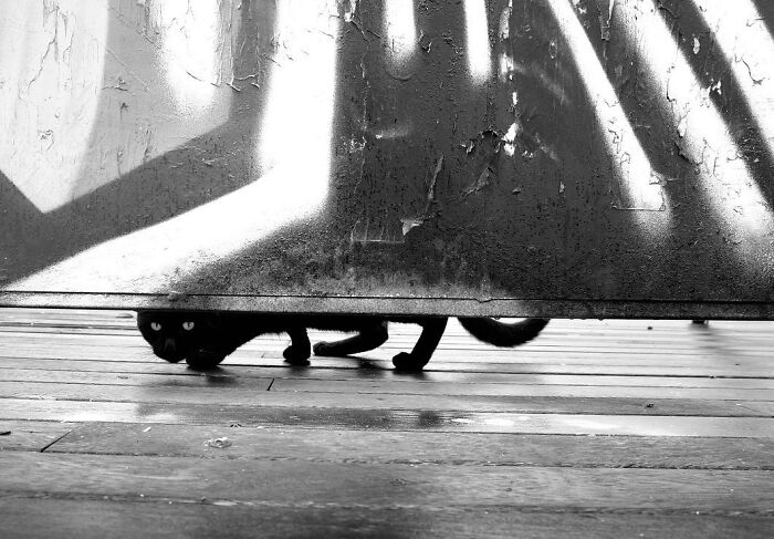 30 Touching Photos Of Street Cats Living Their Lives In Istanbul 30 Touching Photos Of Street Cats Living Their Lives In Istanbul