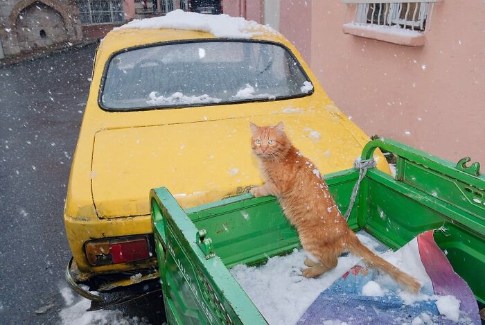 30 Touching Photos Of Street Cats Living Their Lives In Istanbul 30 Touching Photos Of Street Cats Living Their Lives In Istanbul