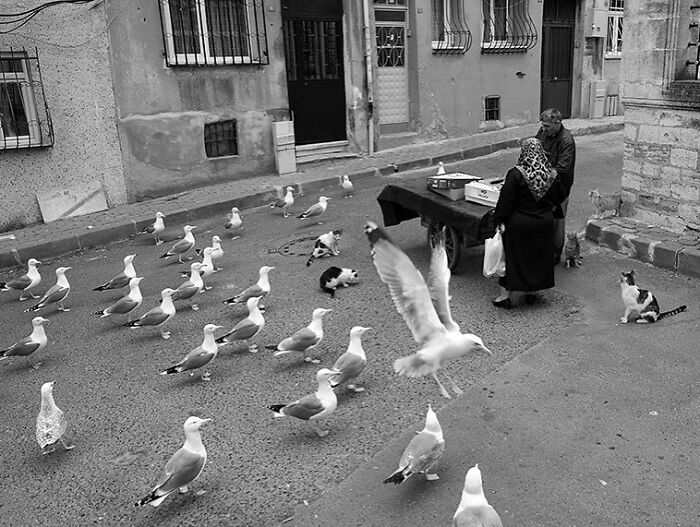 30 Touching Photos Of Street Cats Living Their Lives In Istanbul 30 Touching Photos Of Street Cats Living Their Lives In Istanbul