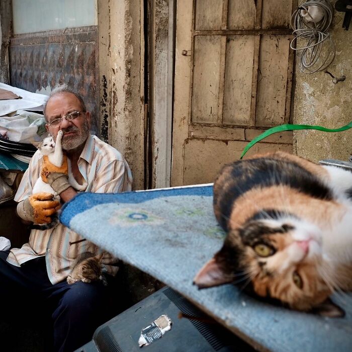 30 Touching Photos Of Street Cats Living Their Lives In Istanbul 30 Touching Photos Of Street Cats Living Their Lives In Istanbul