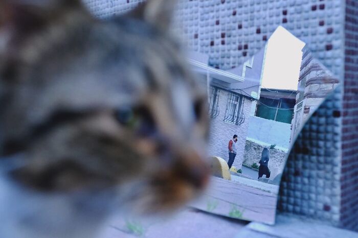 30 Touching Photos Of Street Cats Living Their Lives In Istanbul 30 Touching Photos Of Street Cats Living Their Lives In Istanbul