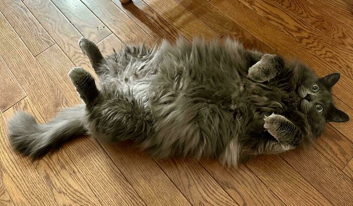 58 Hilarious Pictures Of Cats Being Existential, Sneaky, Or Straight-Up Unhinged