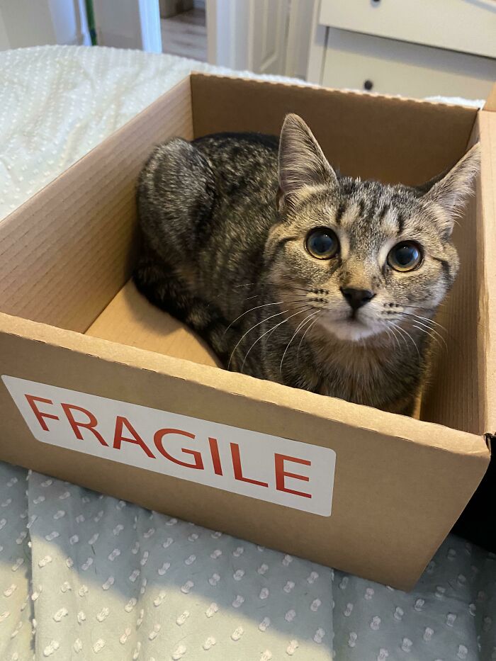 58 Hilarious Pictures Of Cats Being Existential, Sneaky, Or Straight-Up Unhinged