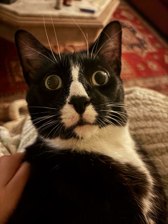 58 Hilarious Pictures Of Cats Being Existential, Sneaky, Or Straight-Up Unhinged