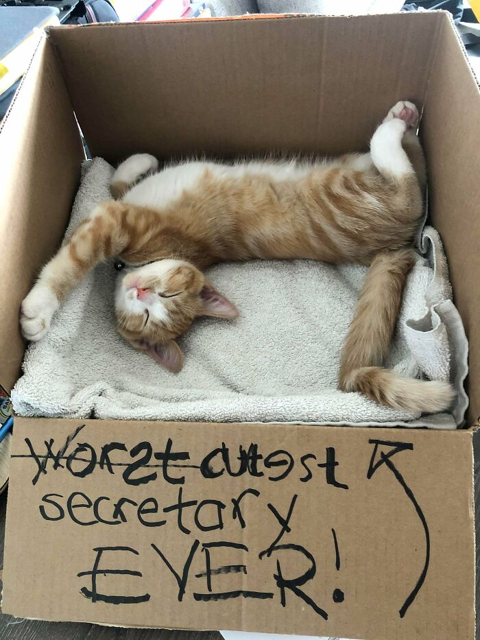 58 Hilarious Pictures Of Cats Being Existential, Sneaky, Or Straight-Up Unhinged