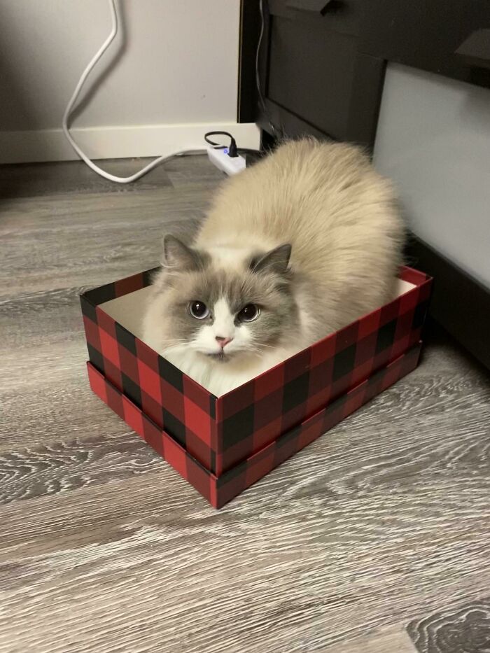 58 Hilarious Pictures Of Cats Being Existential, Sneaky, Or Straight-Up Unhinged