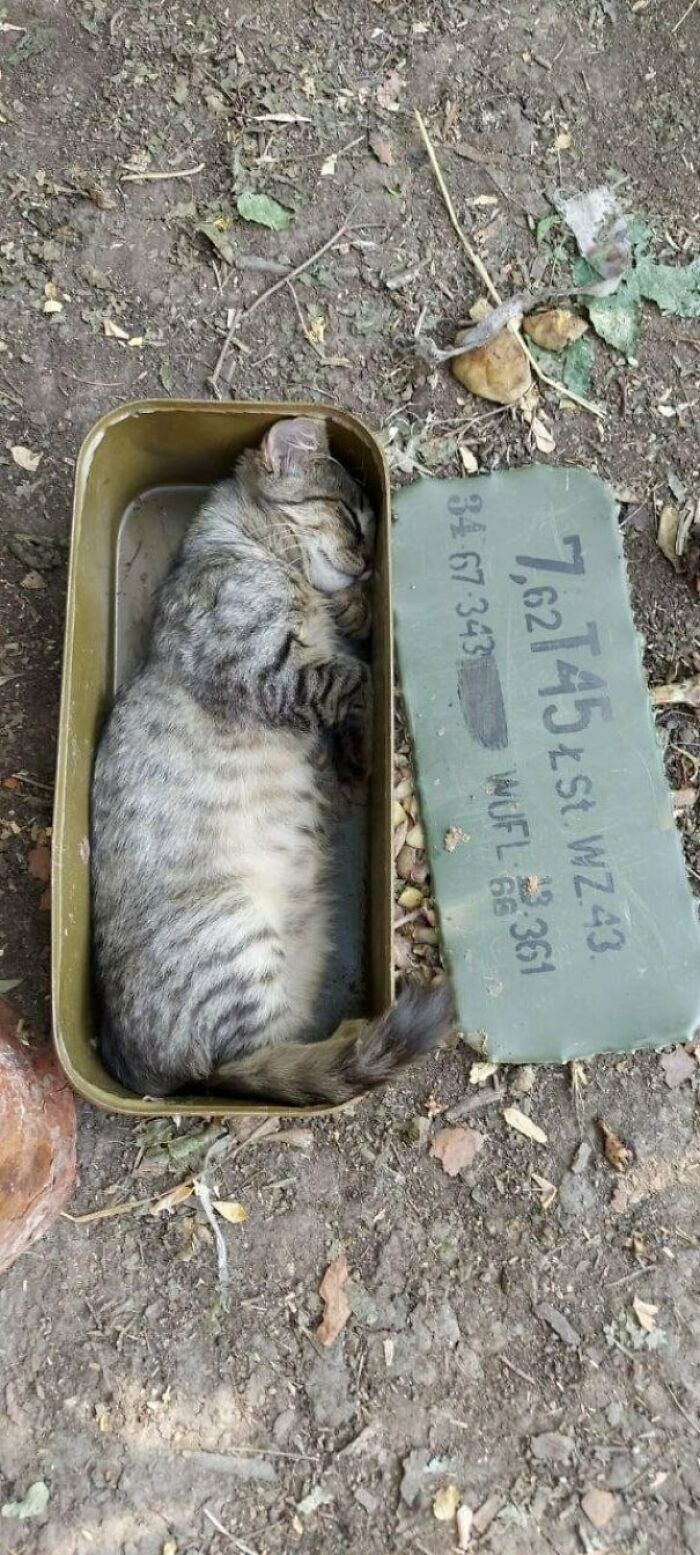 58 Hilarious Pictures Of Cats Being Existential, Sneaky, Or Straight-Up Unhinged