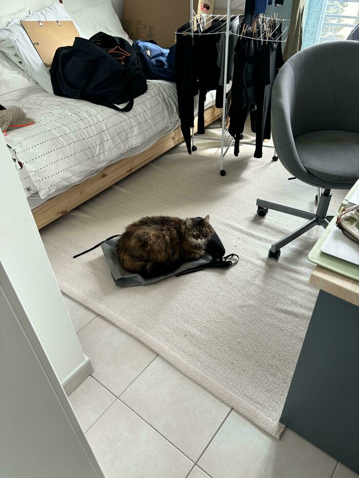 58 Hilarious Pictures Of Cats Being Existential, Sneaky, Or Straight-Up Unhinged