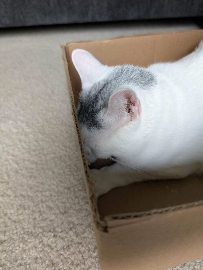 58 Hilarious Pictures Of Cats Being Existential, Sneaky, Or Straight-Up Unhinged