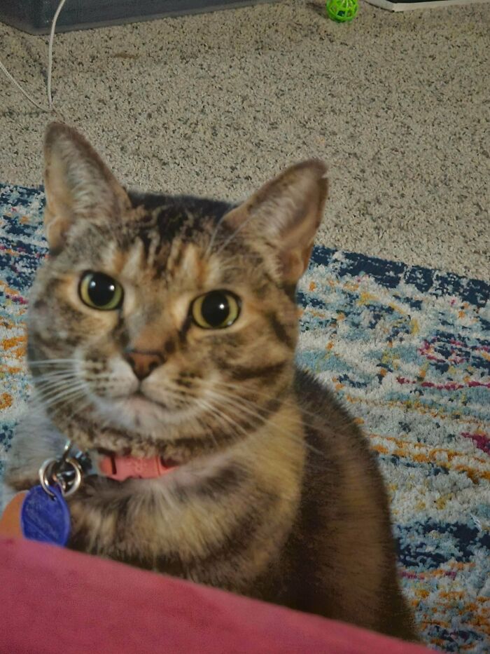 58 Hilarious Pictures Of Cats Being Existential, Sneaky, Or Straight-Up Unhinged