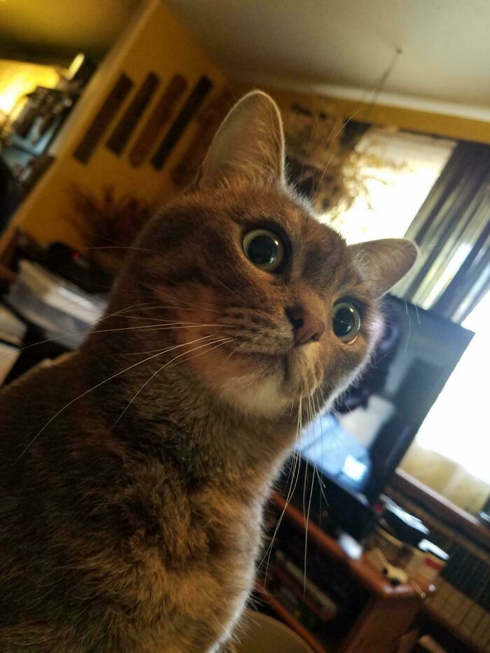 58 Hilarious Pictures Of Cats Being Existential, Sneaky, Or Straight-Up Unhinged