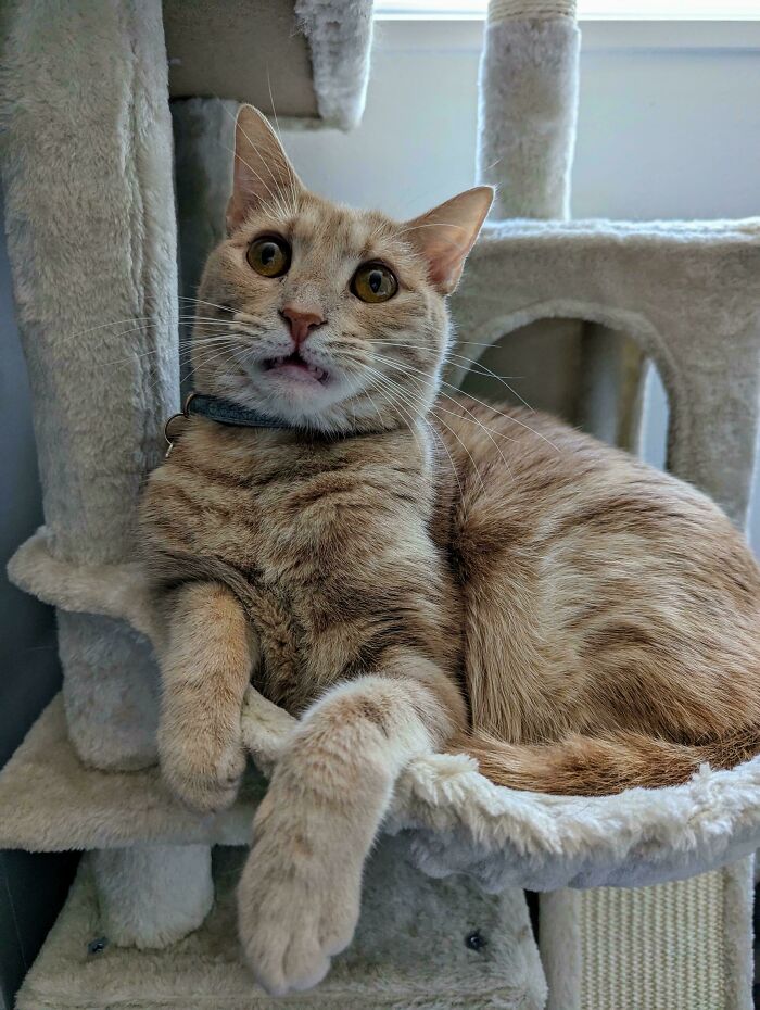 58 Hilarious Pictures Of Cats Being Existential, Sneaky, Or Straight-Up Unhinged