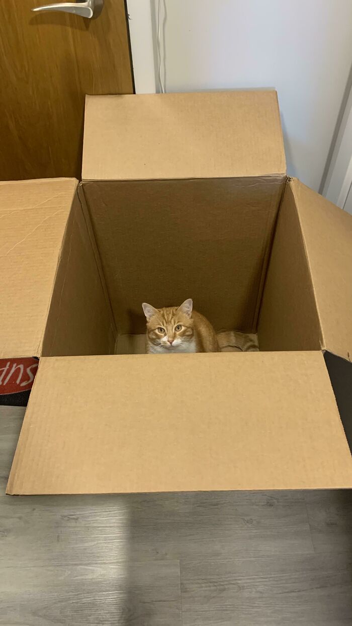 58 Hilarious Pictures Of Cats Being Existential, Sneaky, Or Straight-Up Unhinged