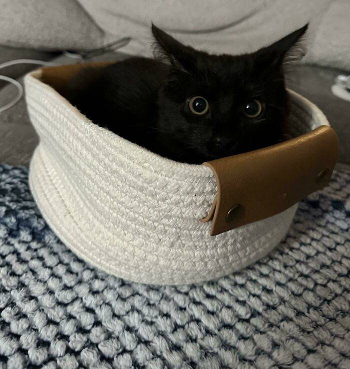 58 Hilarious Pictures Of Cats Being Existential, Sneaky, Or Straight-Up Unhinged