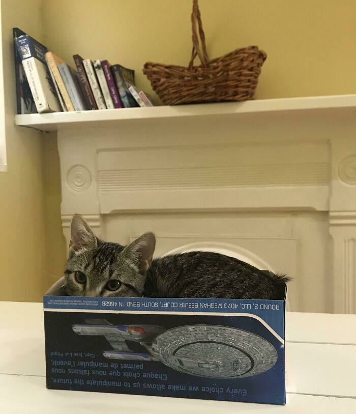 58 Hilarious Pictures Of Cats Being Existential, Sneaky, Or Straight-Up Unhinged