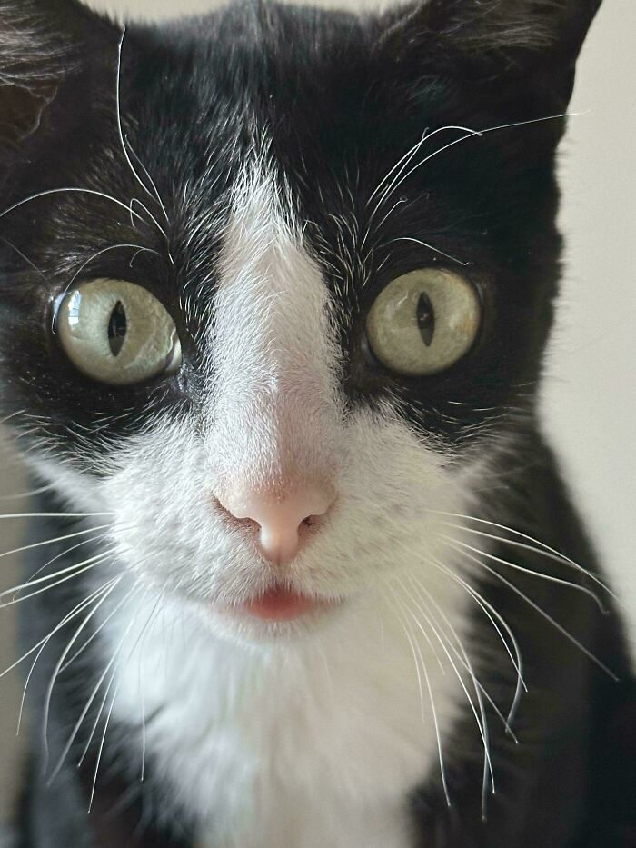 58 Hilarious Pictures Of Cats Being Existential, Sneaky, Or Straight-Up Unhinged