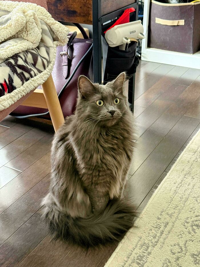 58 Hilarious Pictures Of Cats Being Existential, Sneaky, Or Straight-Up Unhinged