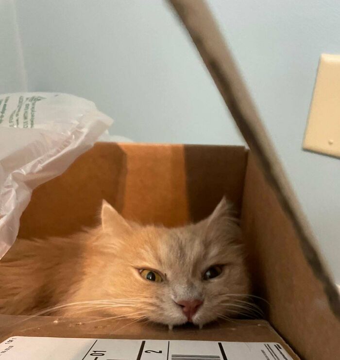 58 Hilarious Pictures Of Cats Being Existential, Sneaky, Or Straight-Up Unhinged