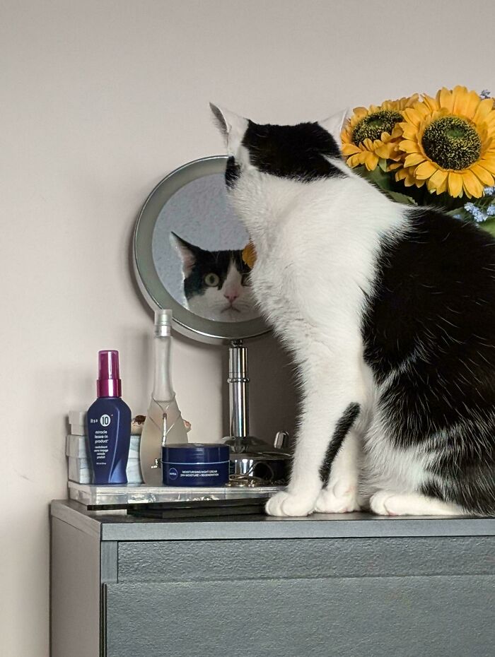 58 Hilarious Pictures Of Cats Being Existential, Sneaky, Or Straight-Up Unhinged