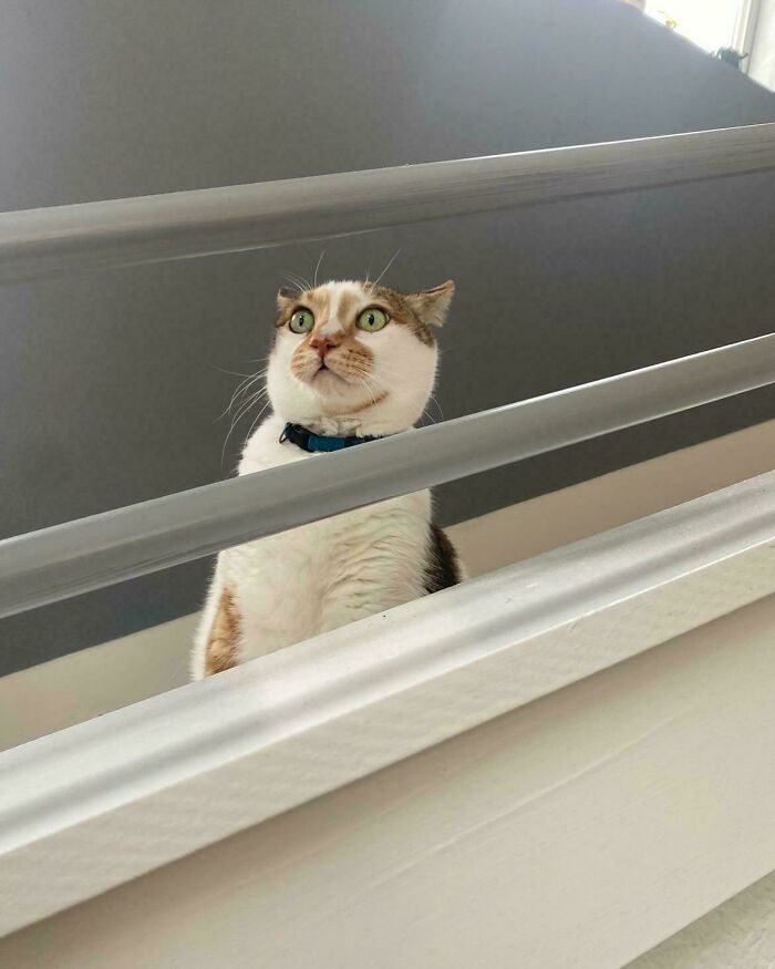 58 Hilarious Pictures Of Cats Being Existential, Sneaky, Or Straight-Up Unhinged