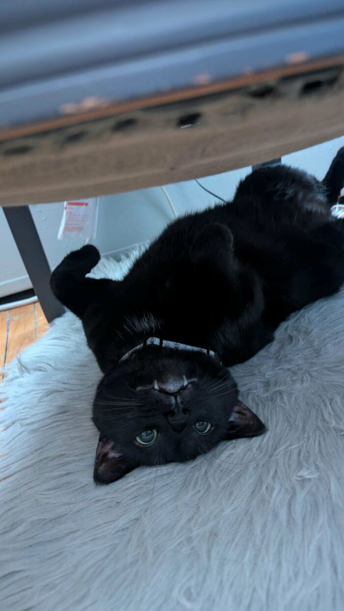 58 Hilarious Pictures Of Cats Being Existential, Sneaky, Or Straight-Up Unhinged