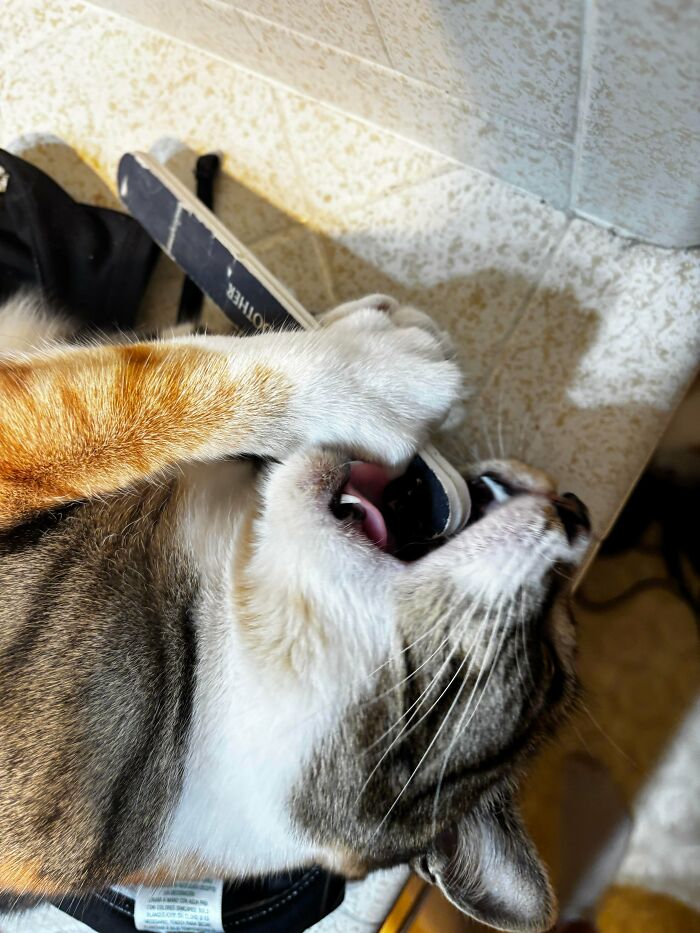 58 Hilarious Pictures Of Cats Being Existential, Sneaky, Or Straight-Up Unhinged