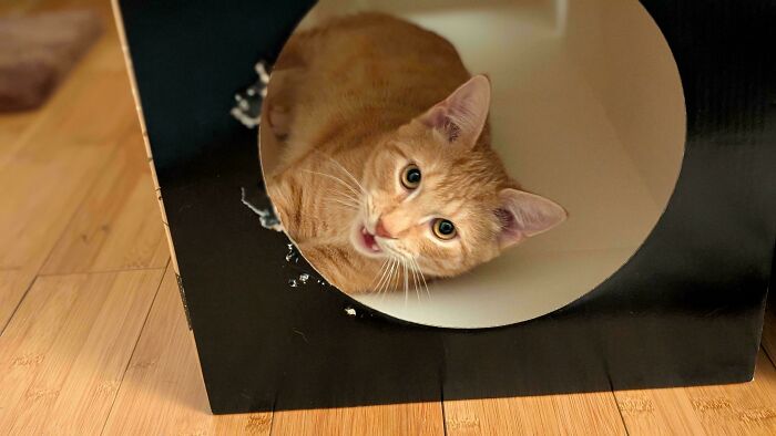 58 Hilarious Pictures Of Cats Being Existential, Sneaky, Or Straight-Up Unhinged