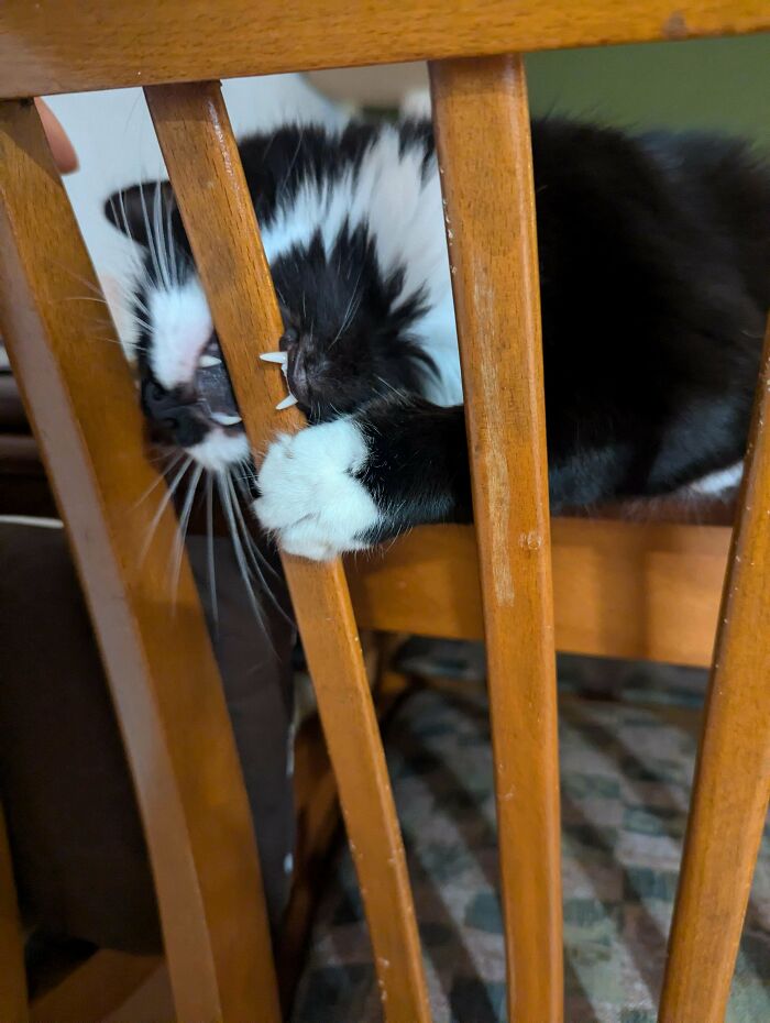 58 Hilarious Pictures Of Cats Being Existential, Sneaky, Or Straight-Up Unhinged