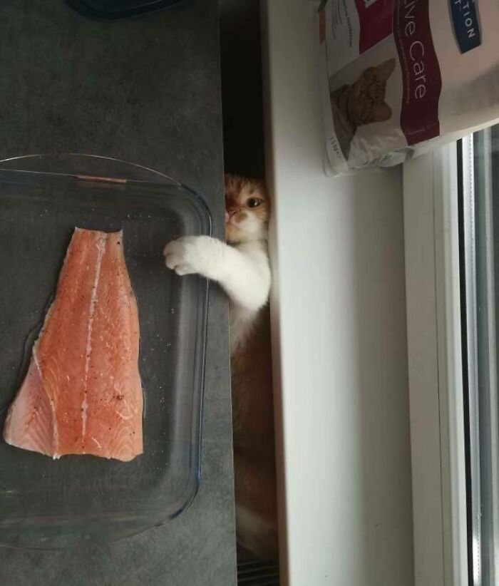 58 Hilarious Pictures Of Cats Being Existential, Sneaky, Or Straight-Up Unhinged