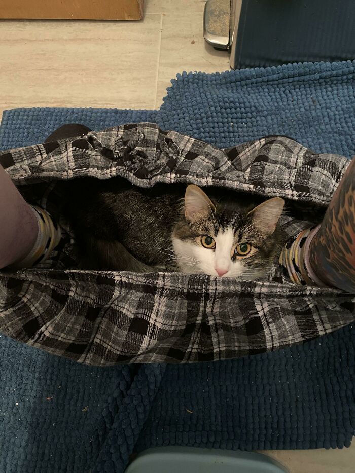 58 Hilarious Pictures Of Cats Being Existential, Sneaky, Or Straight-Up Unhinged