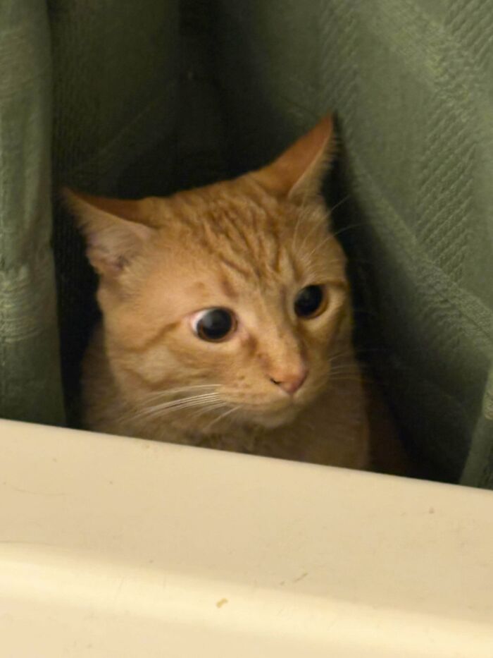 58 Hilarious Pictures Of Cats Being Existential, Sneaky, Or Straight-Up Unhinged