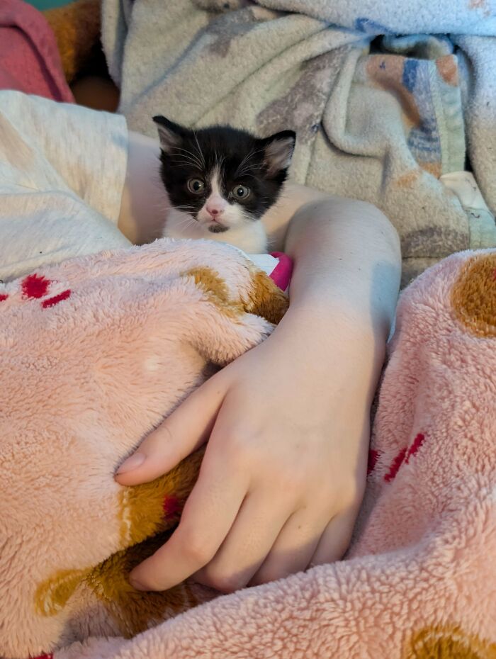 58 Hilarious Pictures Of Cats Being Existential, Sneaky, Or Straight-Up Unhinged