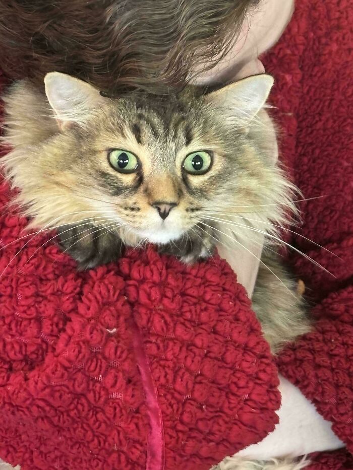 58 Hilarious Pictures Of Cats Being Existential, Sneaky, Or Straight-Up Unhinged