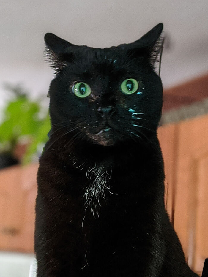 58 Hilarious Pictures Of Cats Being Existential, Sneaky, Or Straight-Up Unhinged