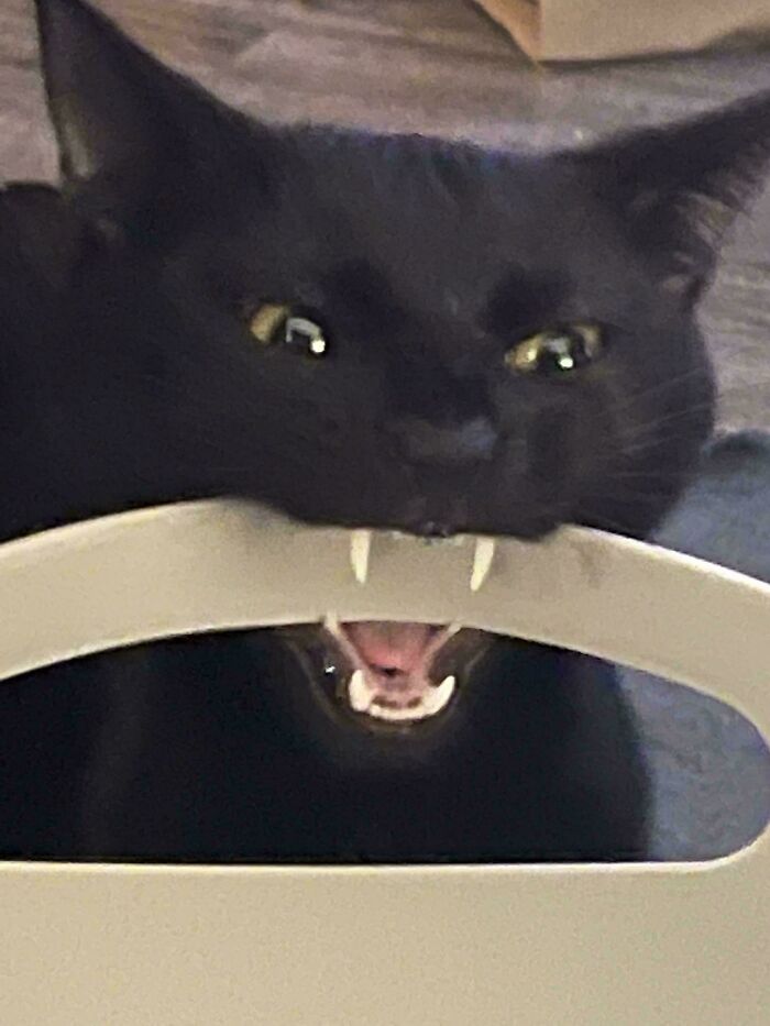 58 Hilarious Pictures Of Cats Being Existential, Sneaky, Or Straight-Up Unhinged