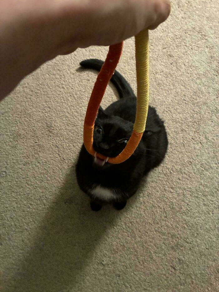 58 Hilarious Pictures Of Cats Being Existential, Sneaky, Or Straight-Up Unhinged