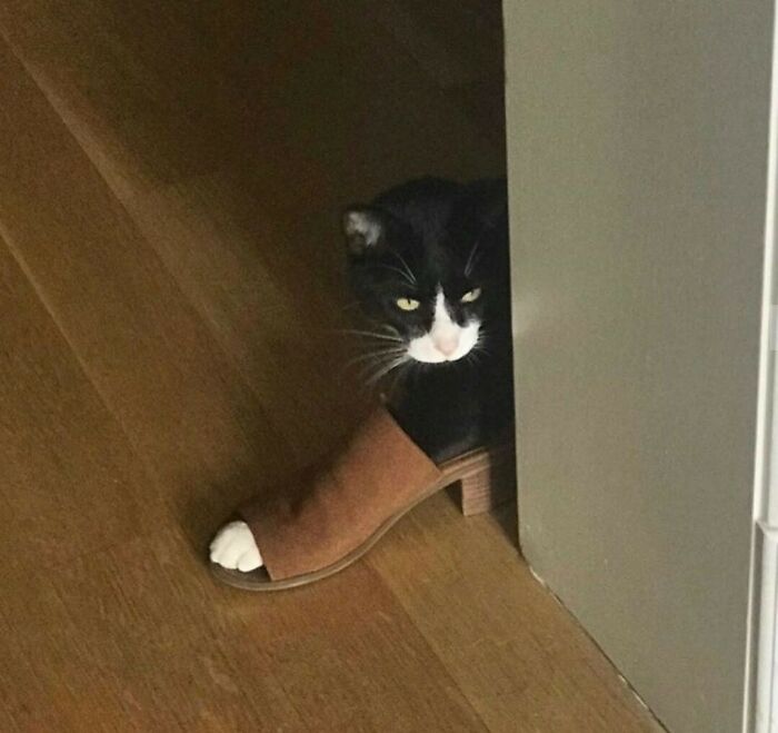 58 Hilarious Pictures Of Cats Being Existential, Sneaky, Or Straight-Up Unhinged