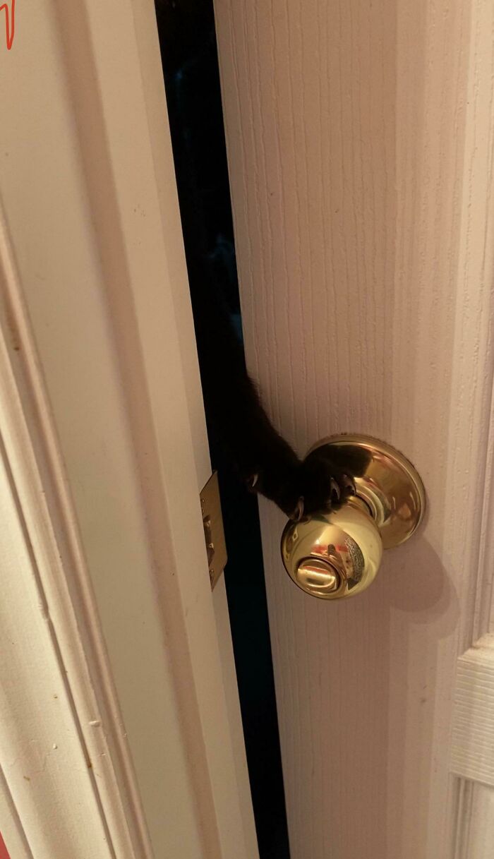 58 Hilarious Pictures Of Cats Being Existential, Sneaky, Or Straight-Up Unhinged